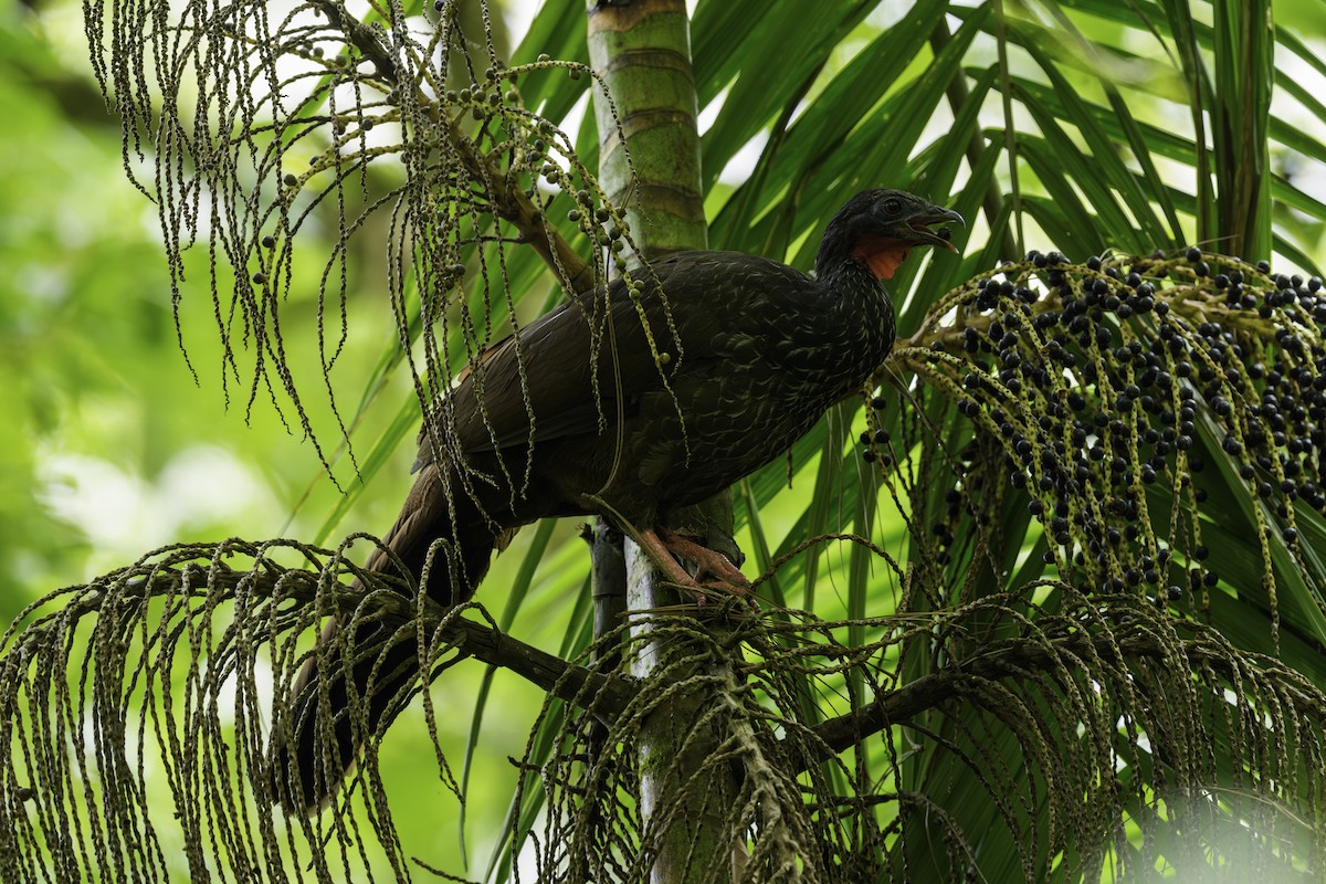 Cauca Guan - ML645956746