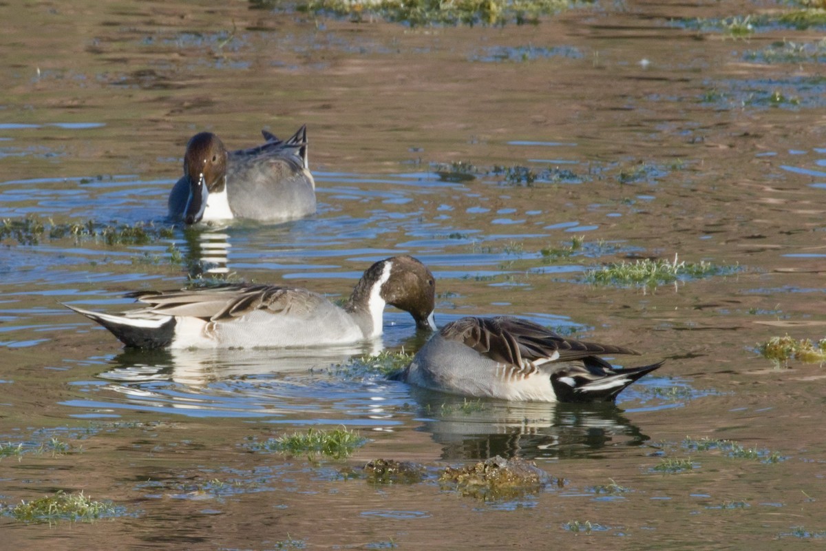 Northern Pintail - ML645956747