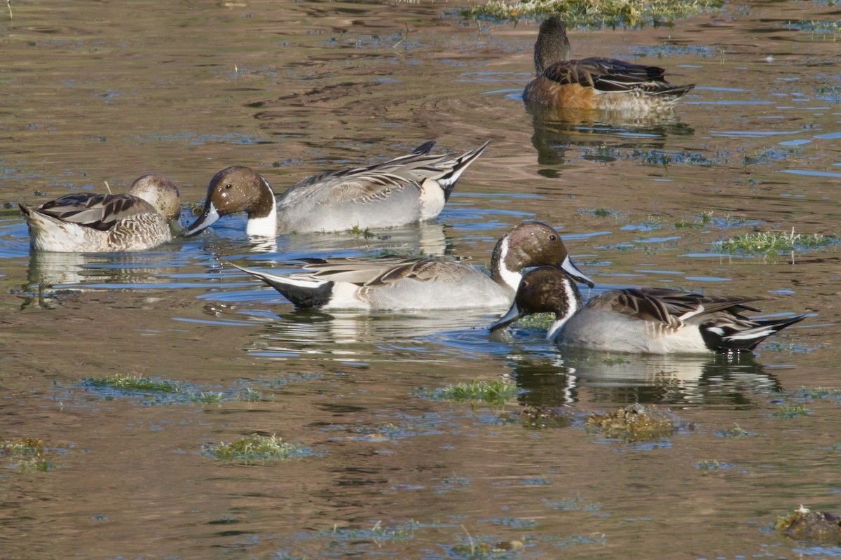 Northern Pintail - ML645956748