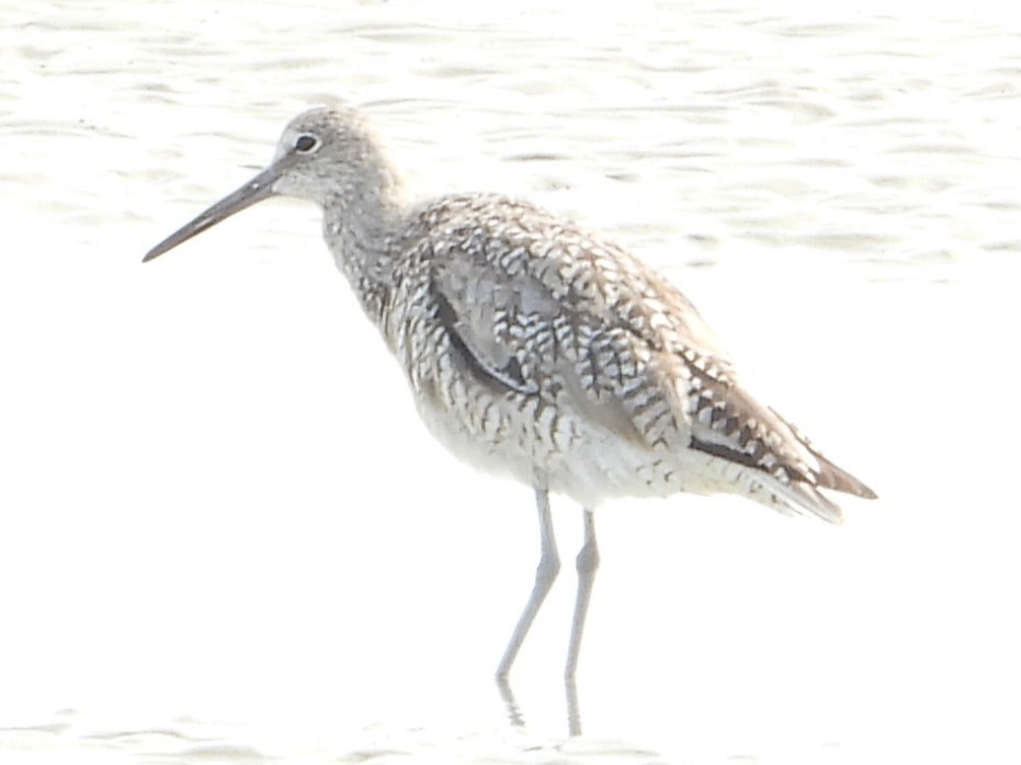 Willet - ML645956750