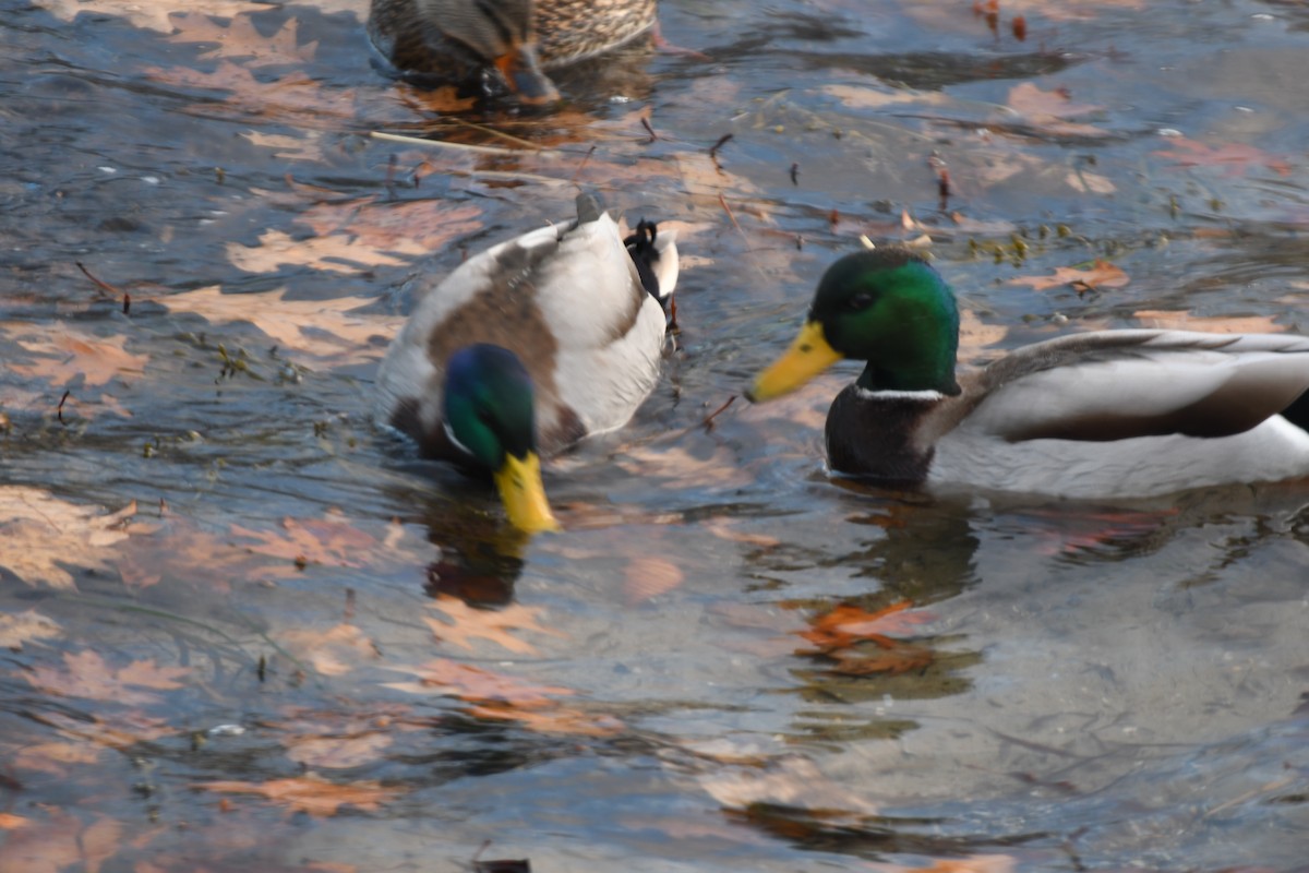 Mallard - ML645956752