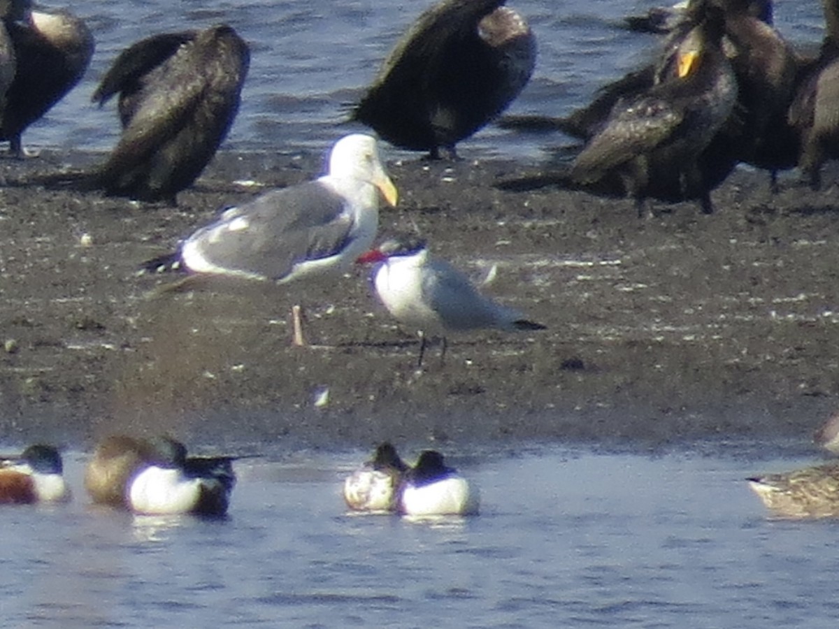 Caspian Tern - ML645956753