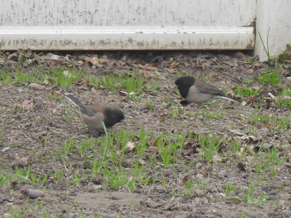 Dark-eyed Junco - ML645956754