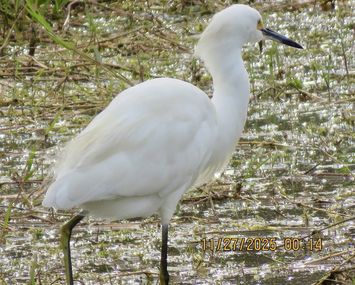 Snowy Egret - ML645956755