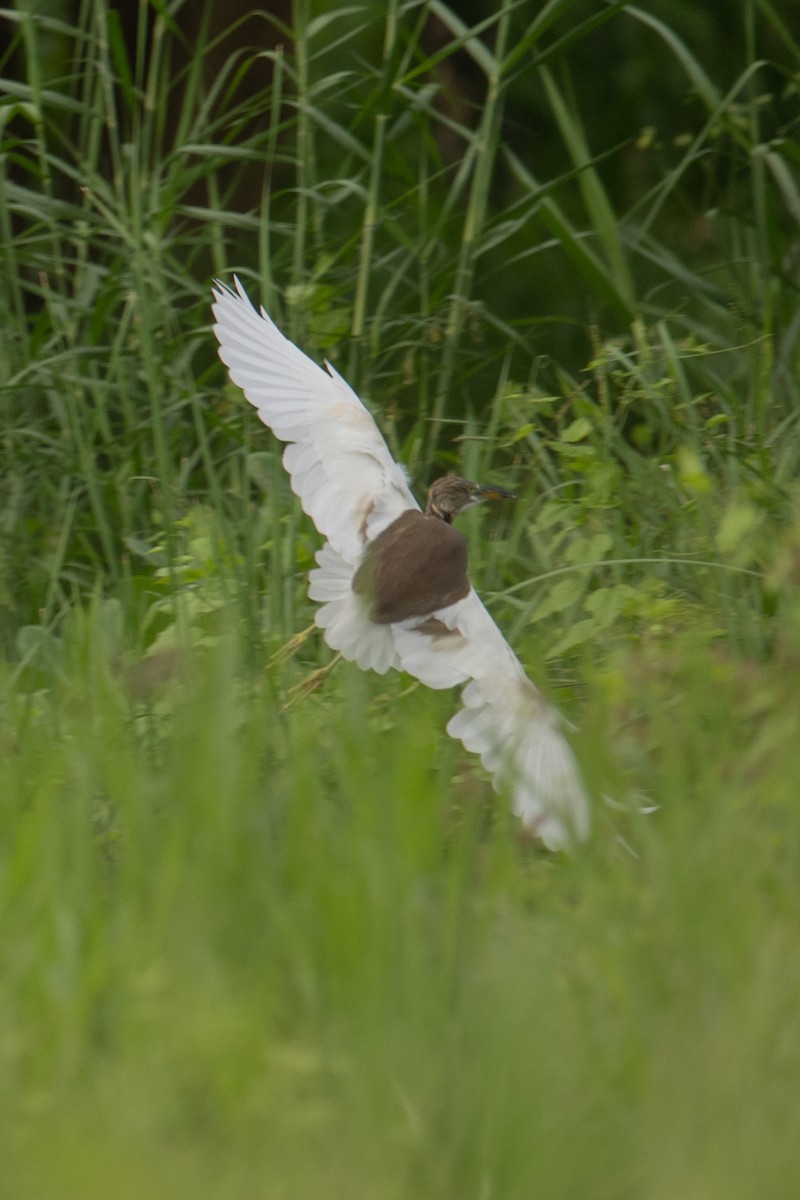 Chinese Pond-Heron - ML645956756