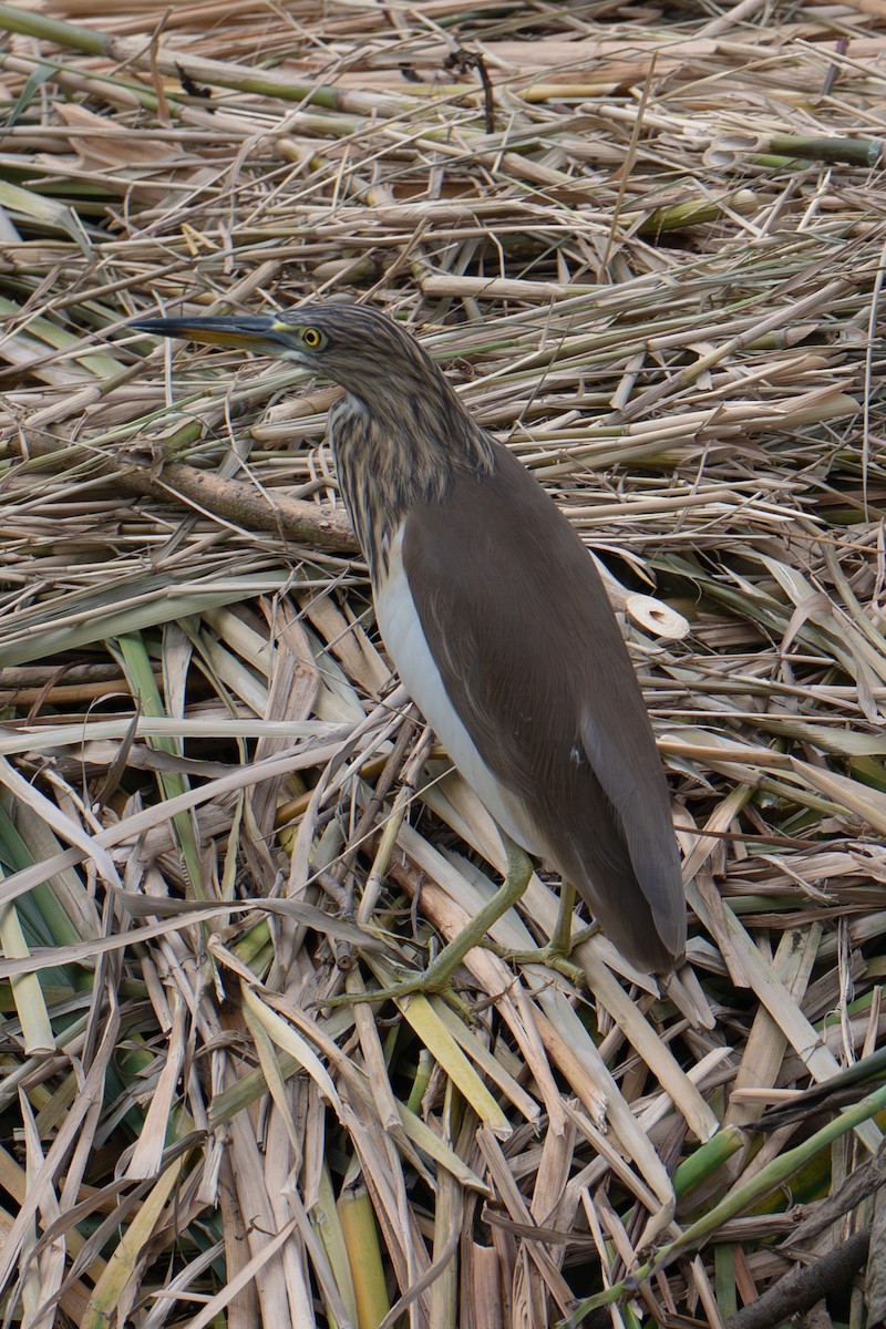 Chinese Pond-Heron - ML645956757