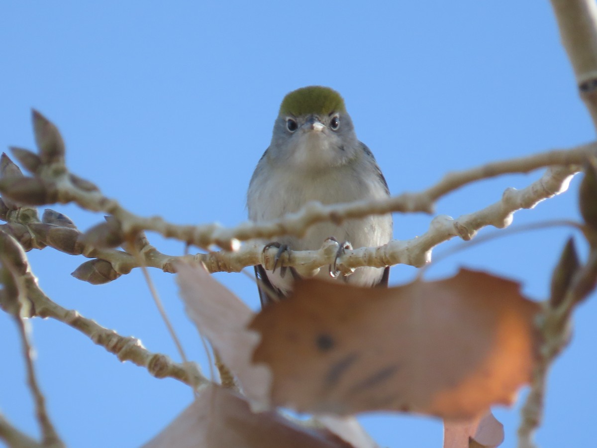 Chestnut-sided Warbler - ML645956758