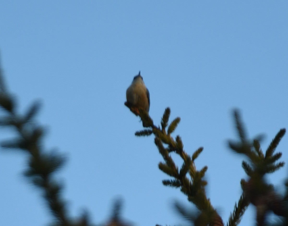 Red-breasted Nuthatch - ML645956759