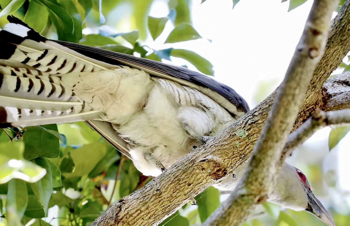 Channel-billed Cuckoo - ML645956762