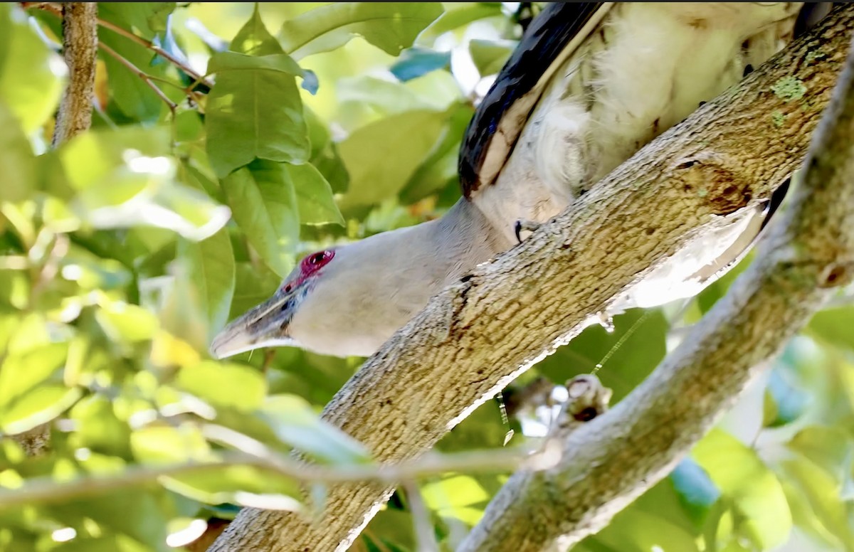 Channel-billed Cuckoo - ML645956763