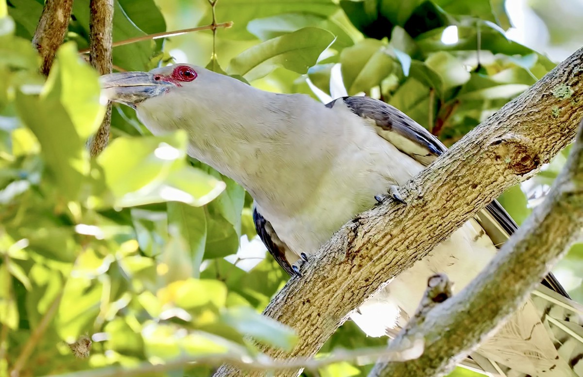Channel-billed Cuckoo - ML645956764