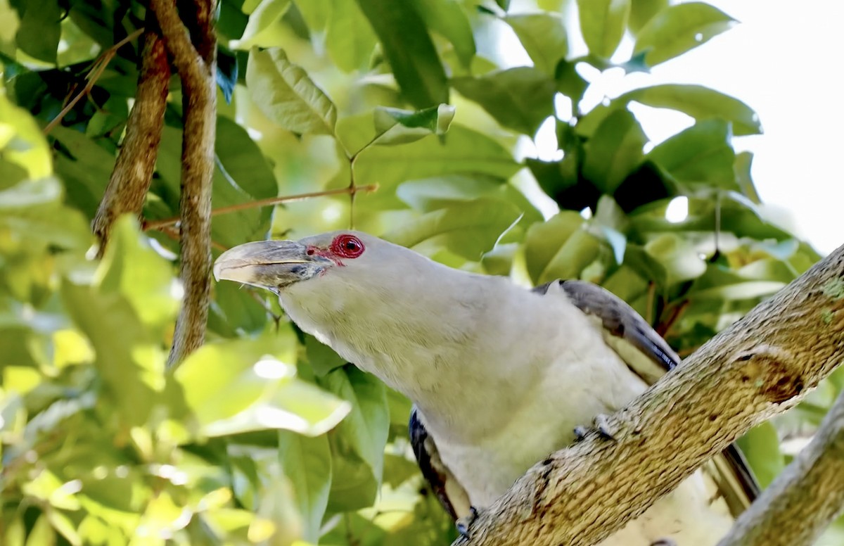 Channel-billed Cuckoo - ML645956765