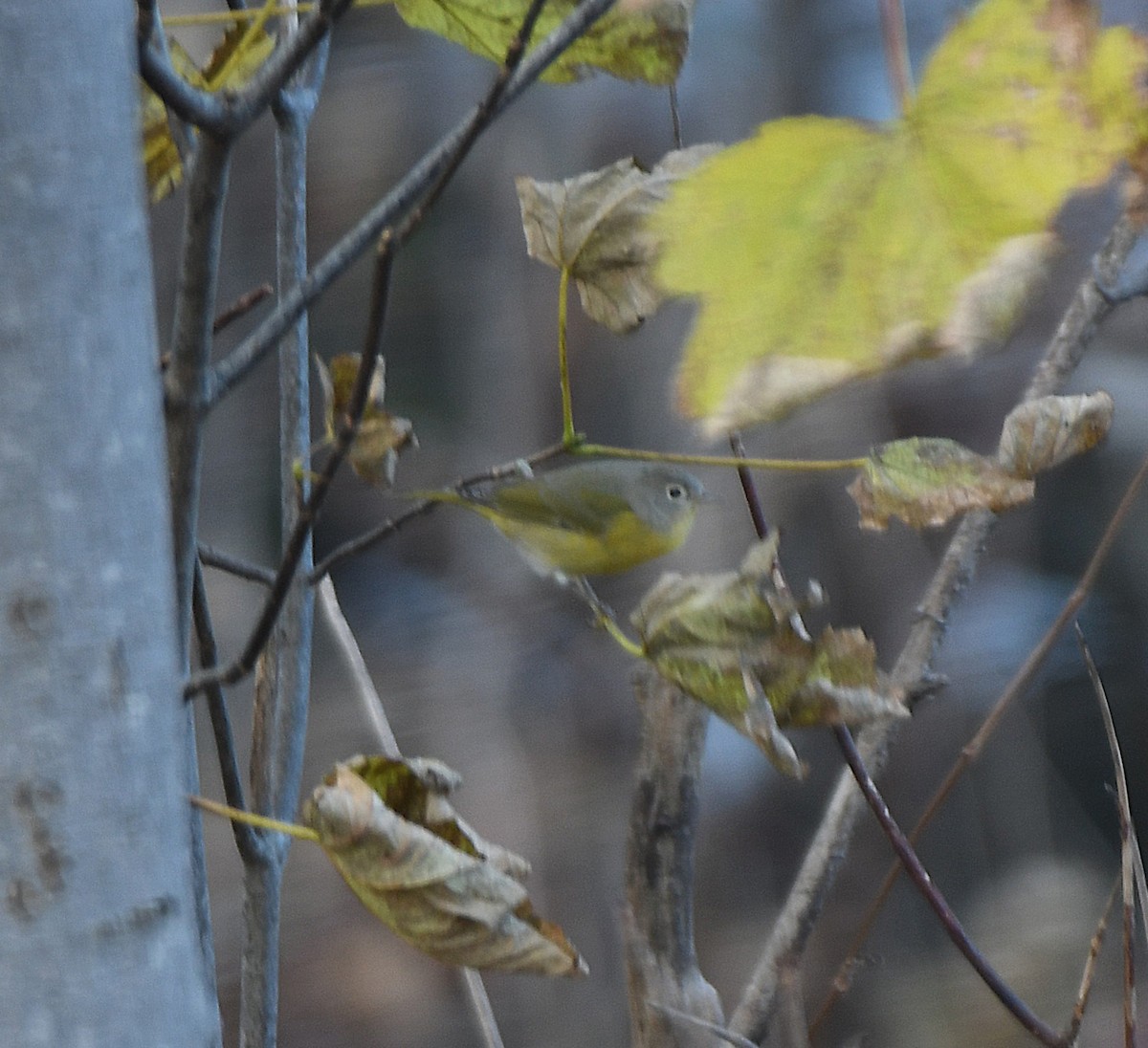 Nashville Warbler - ML645956766