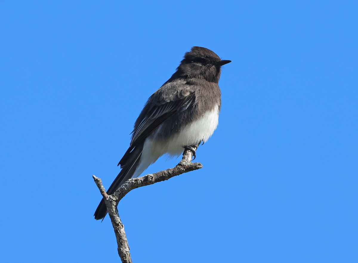Black Phoebe - ML645956767
