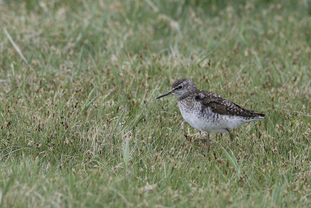 Wood Sandpiper - ML645956773
