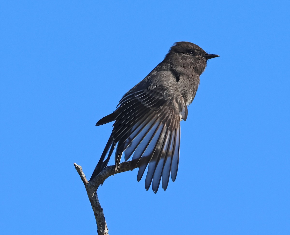 Black Phoebe - ML645956774