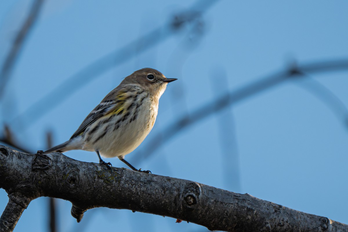 Kronenwaldsänger (coronata) - ML645956778