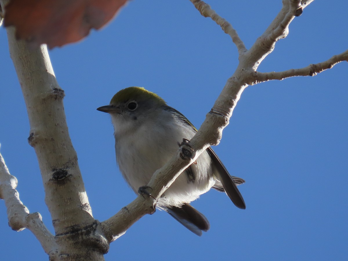 Chestnut-sided Warbler - ML645956779