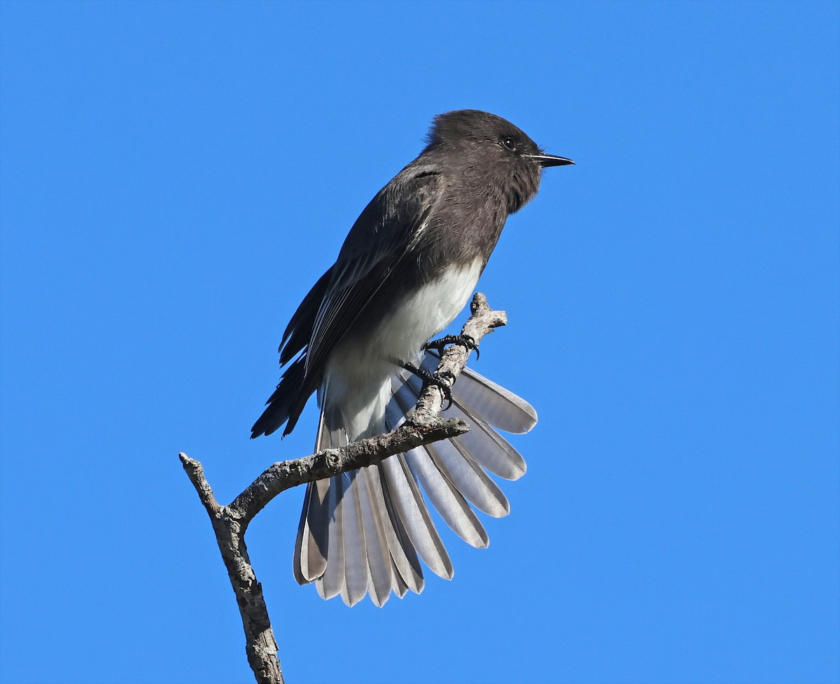 Black Phoebe - ML645956780