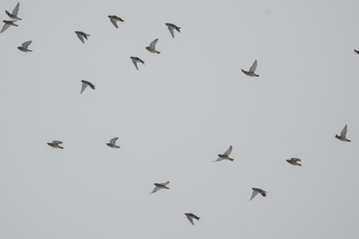 Bohemian Waxwing - ML645956781