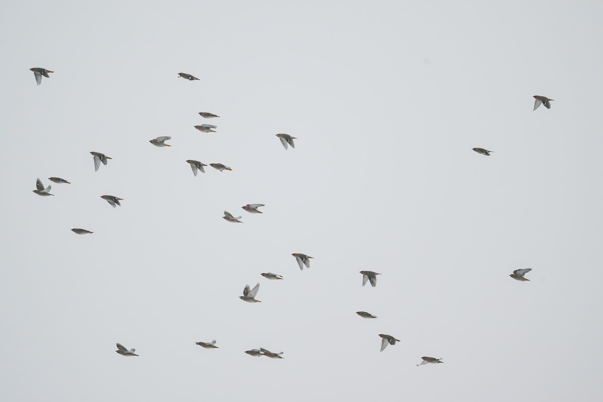 Bohemian Waxwing - ML645956782