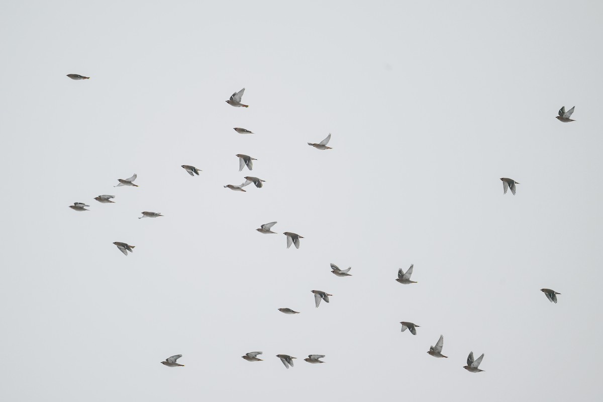 Bohemian Waxwing - ML645956783