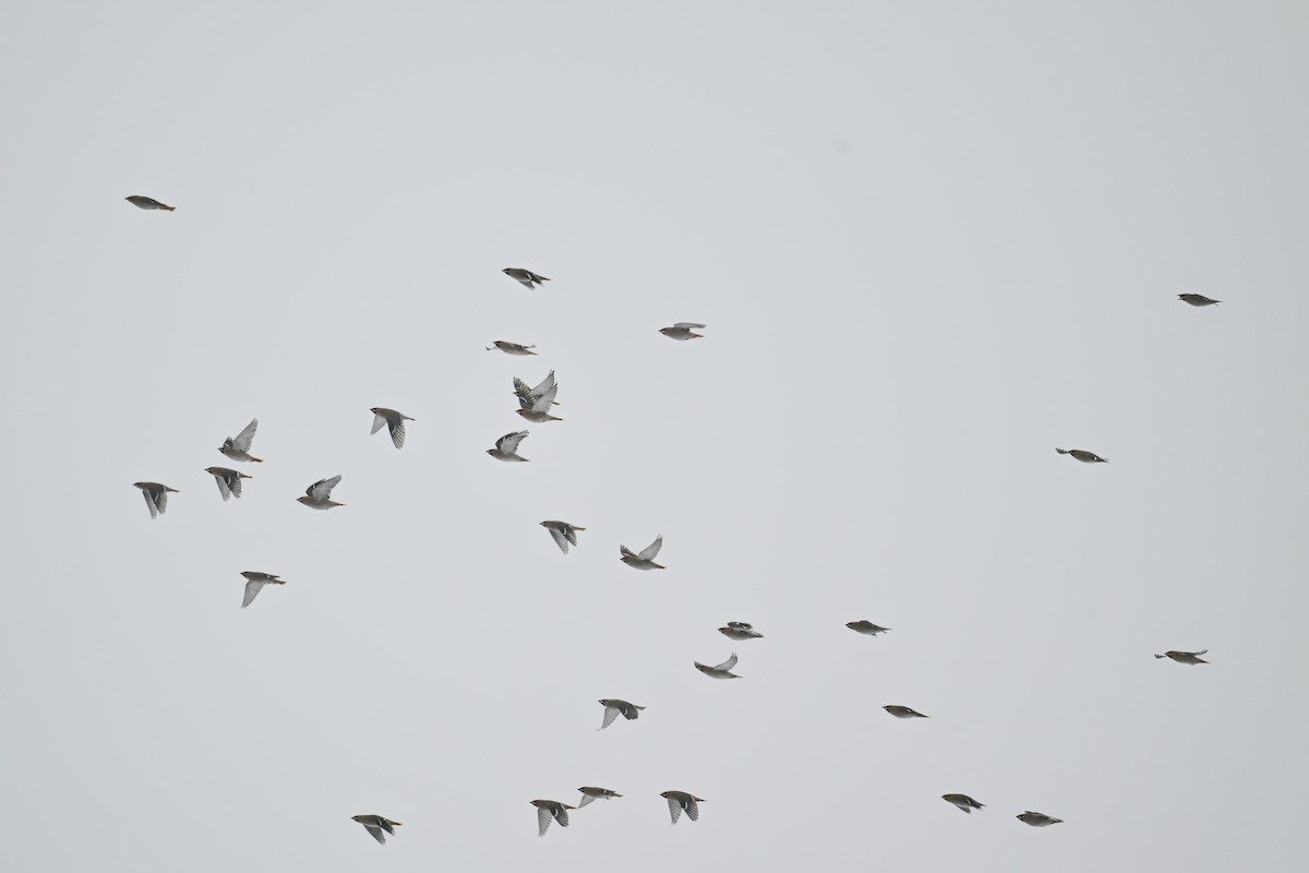 Bohemian Waxwing - ML645956784