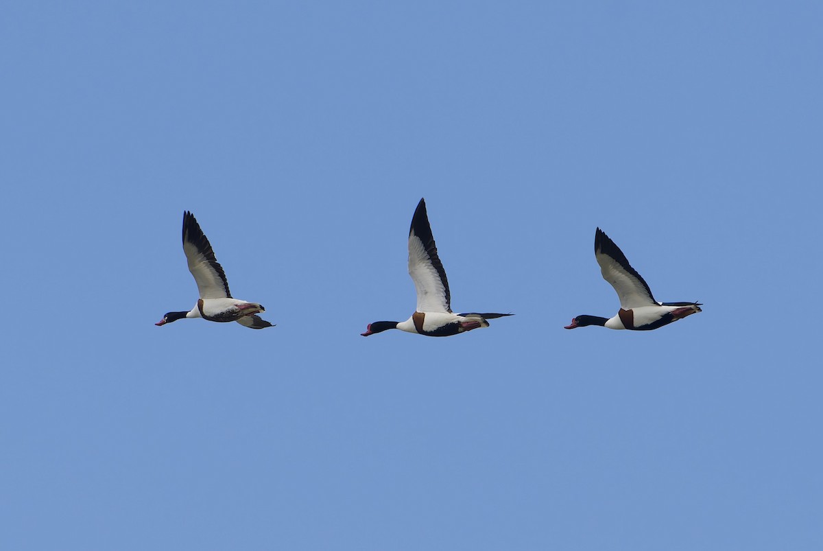 Common Shelduck - ML645956785