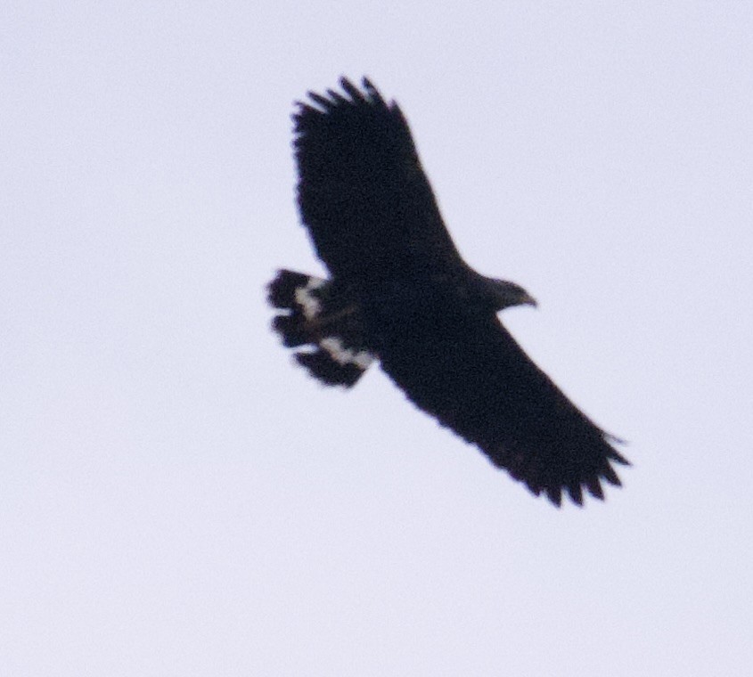 Great Black Hawk - ML645956786