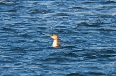 Pacific Loon - ML645956787