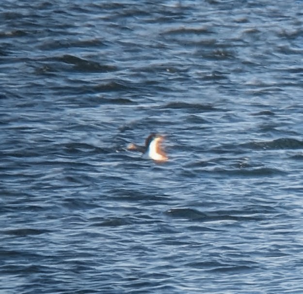 Pacific Loon - ML645956788