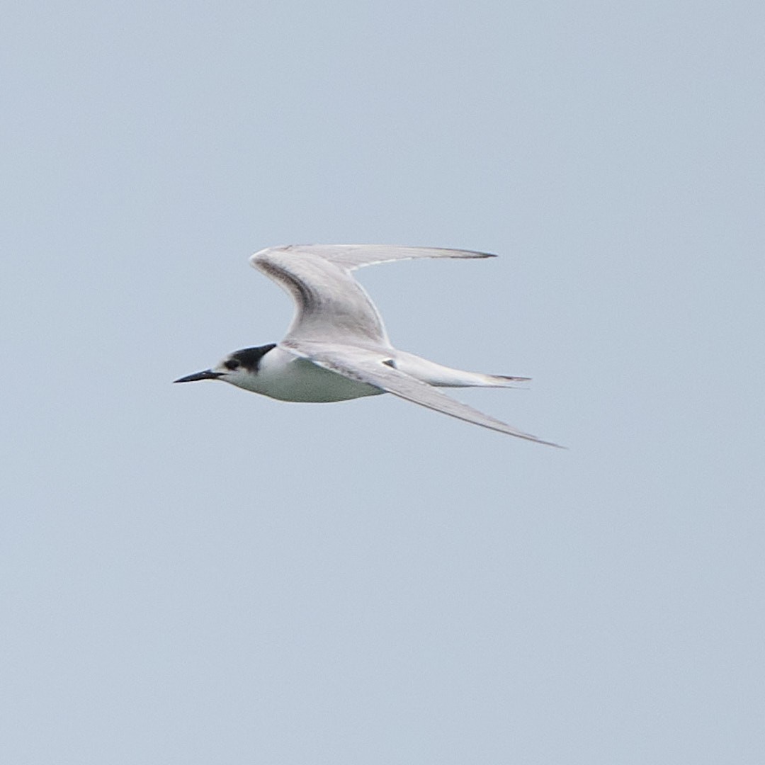Common Tern - ML645956789