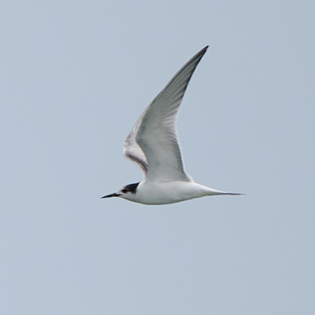 Common Tern - ML645956790