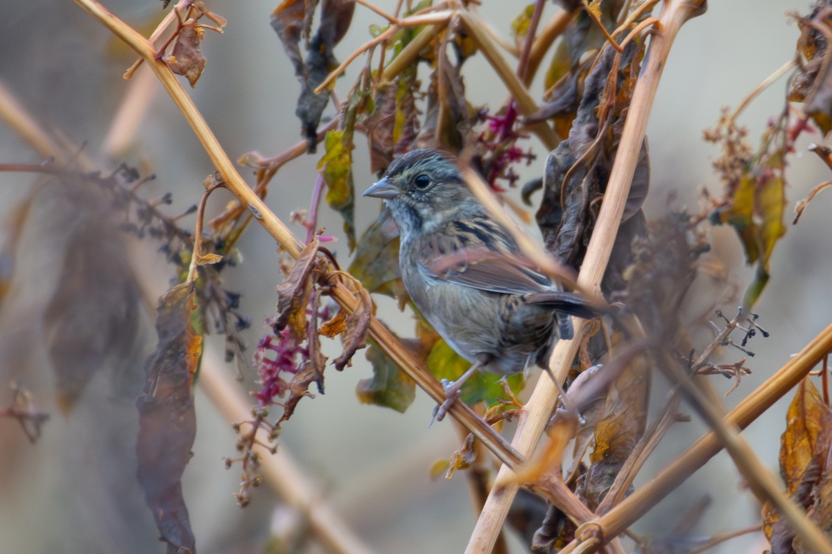 Swamp Sparrow - ML645956795