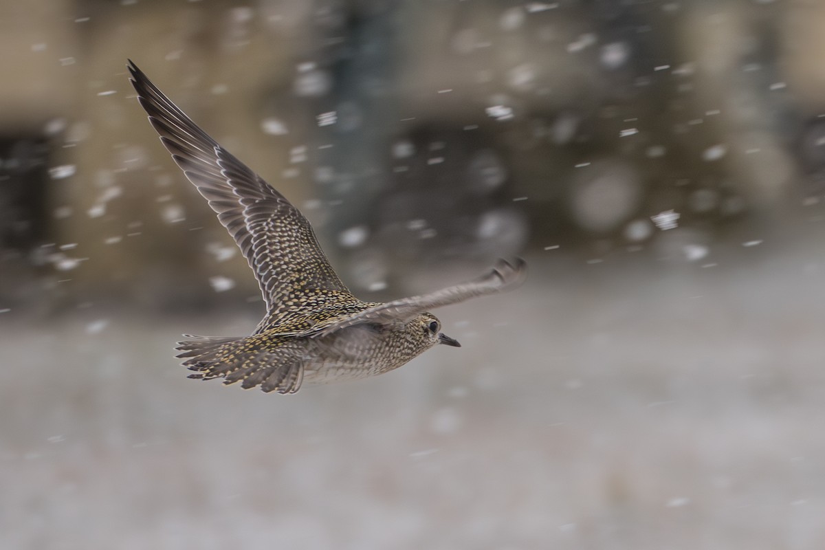 Tundra-Goldregenpfeifer - ML645956796