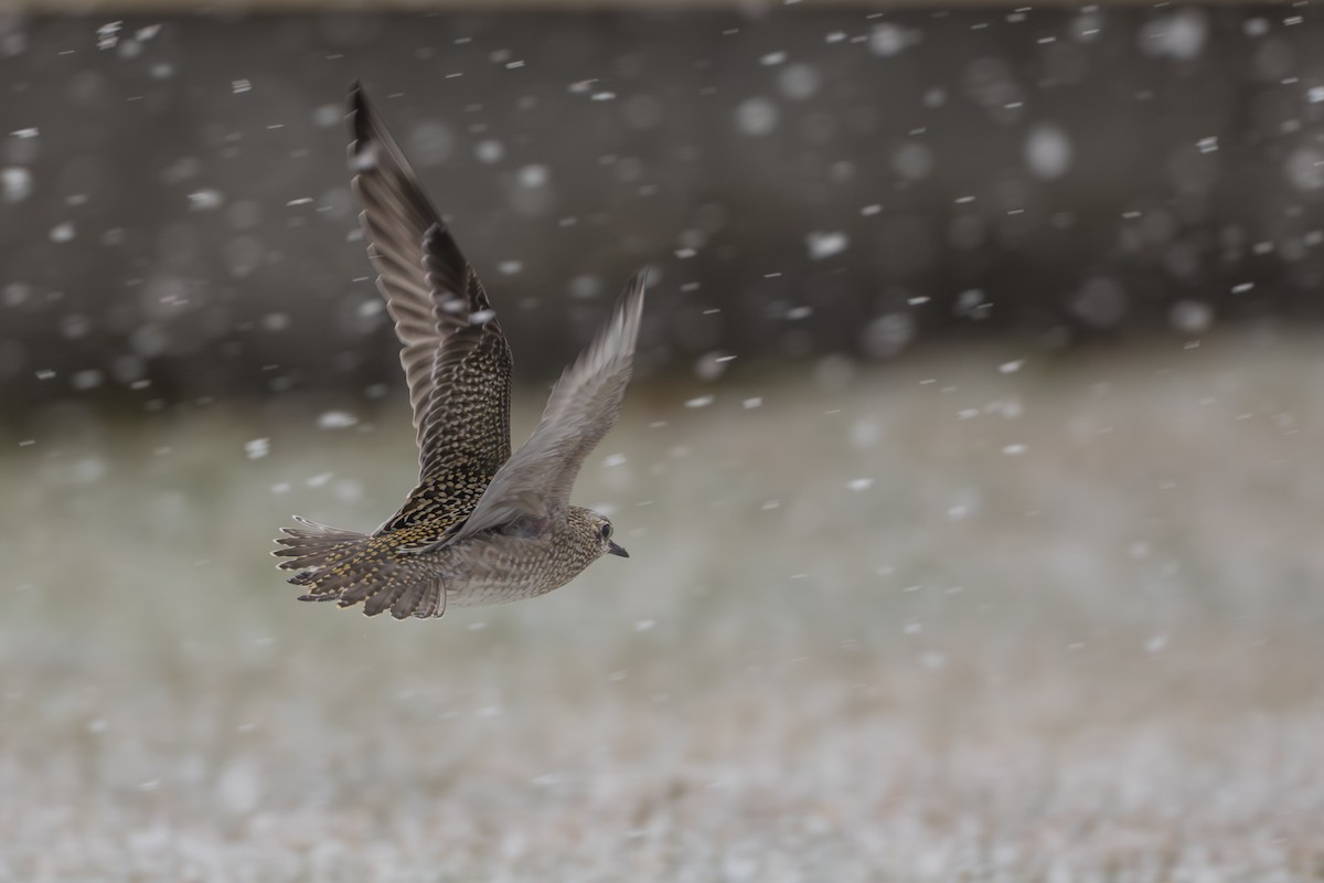 Tundra-Goldregenpfeifer - ML645956797