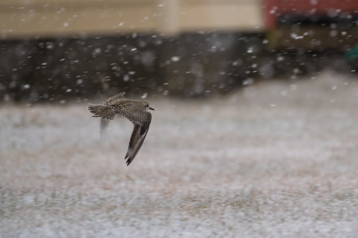 Tundra-Goldregenpfeifer - ML645956798