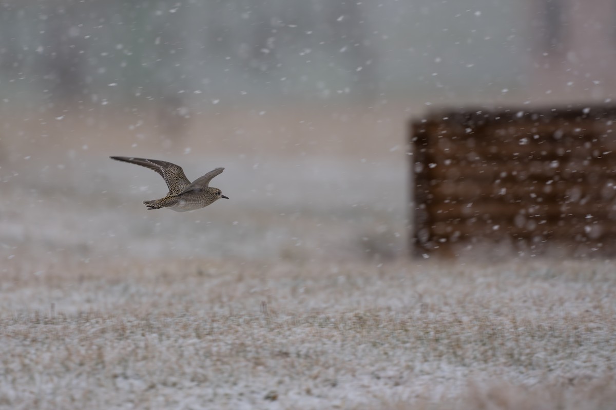 Tundra-Goldregenpfeifer - ML645956799