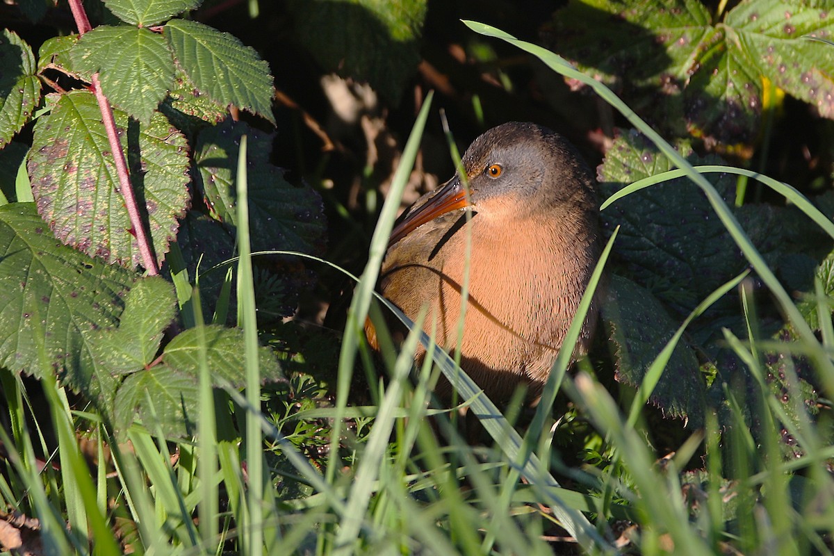 Virginiaralle - ML645956800