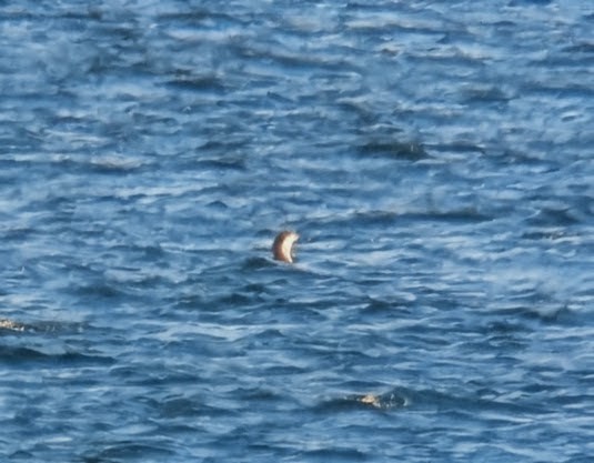 Pacific Loon - ML645956801