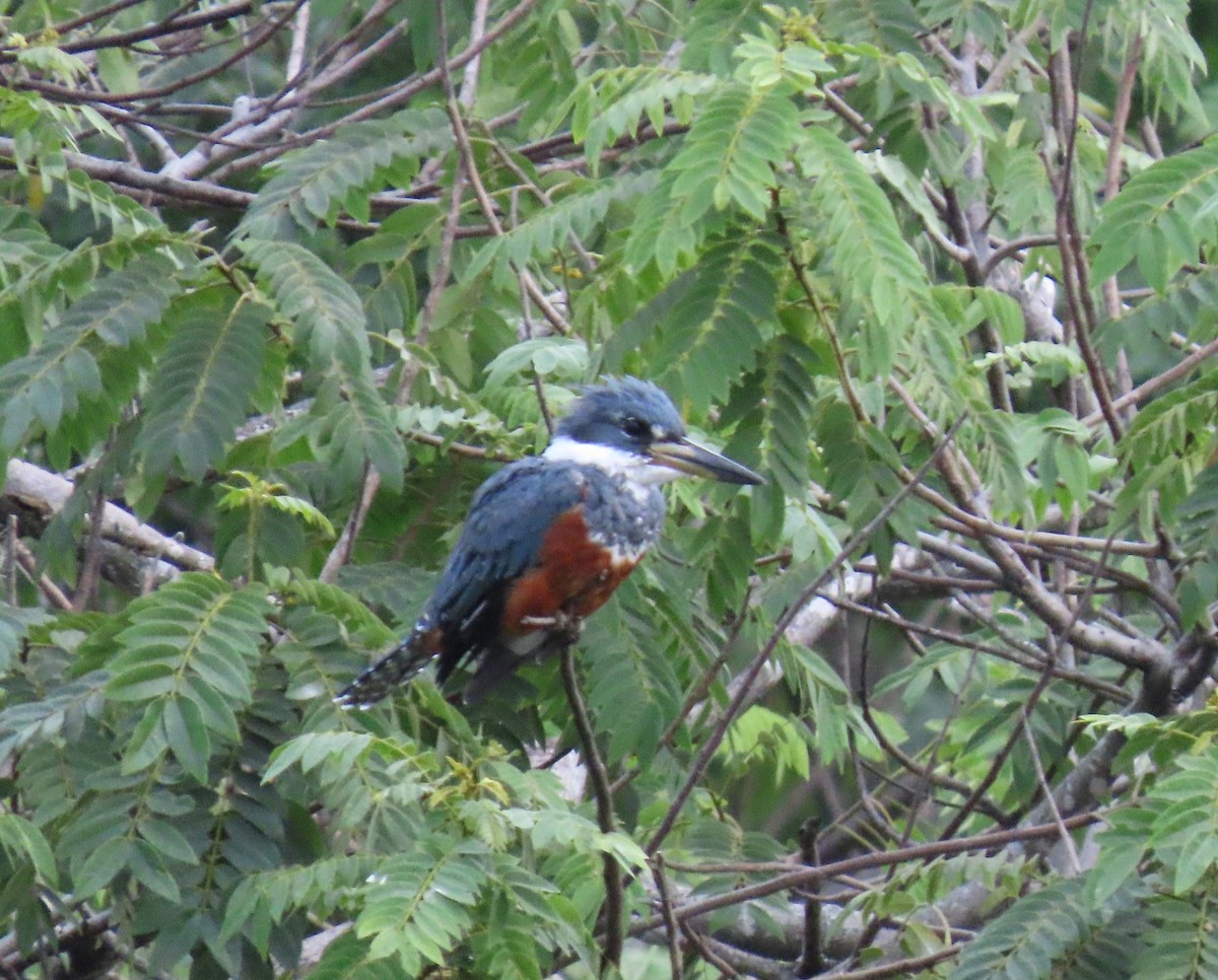 Rotbrustfischer - ML645956802