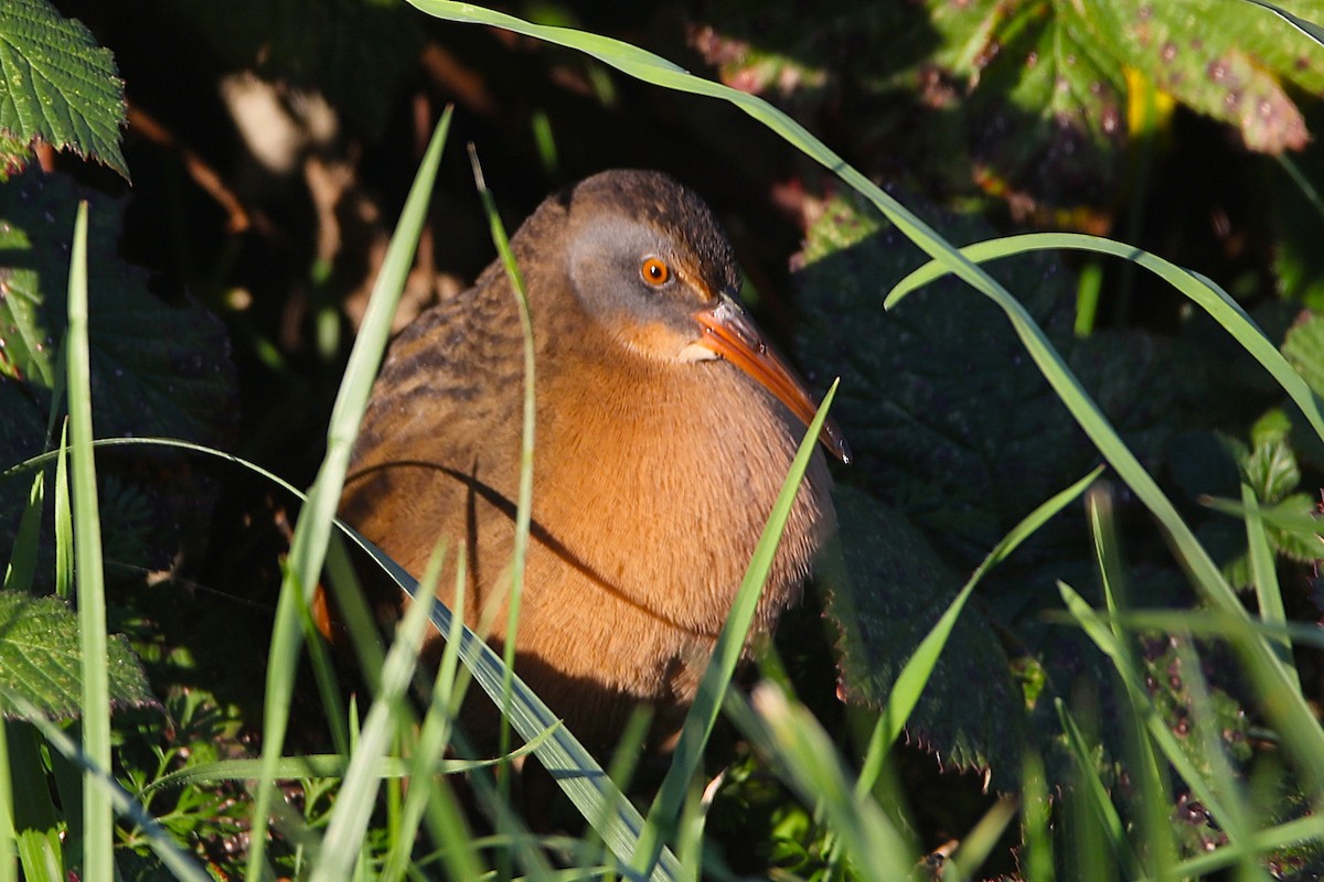 Virginiaralle - ML645956803