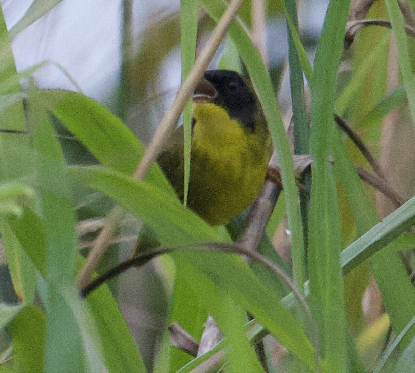 Olivscheitel-Gelbkehlchen - ML645956804