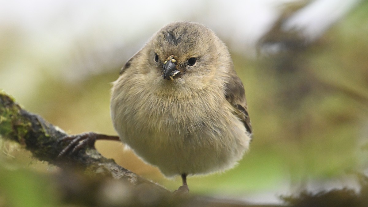 Zwergdarwinfink - ML645956805