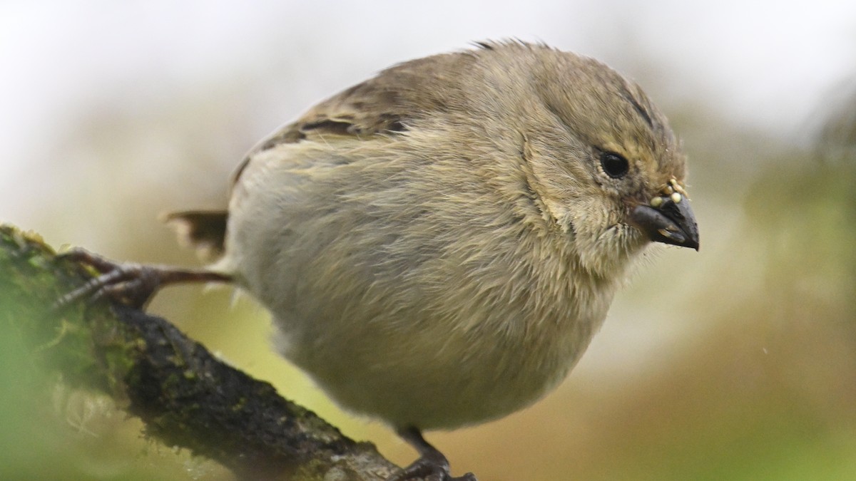 Zwergdarwinfink - ML645956806