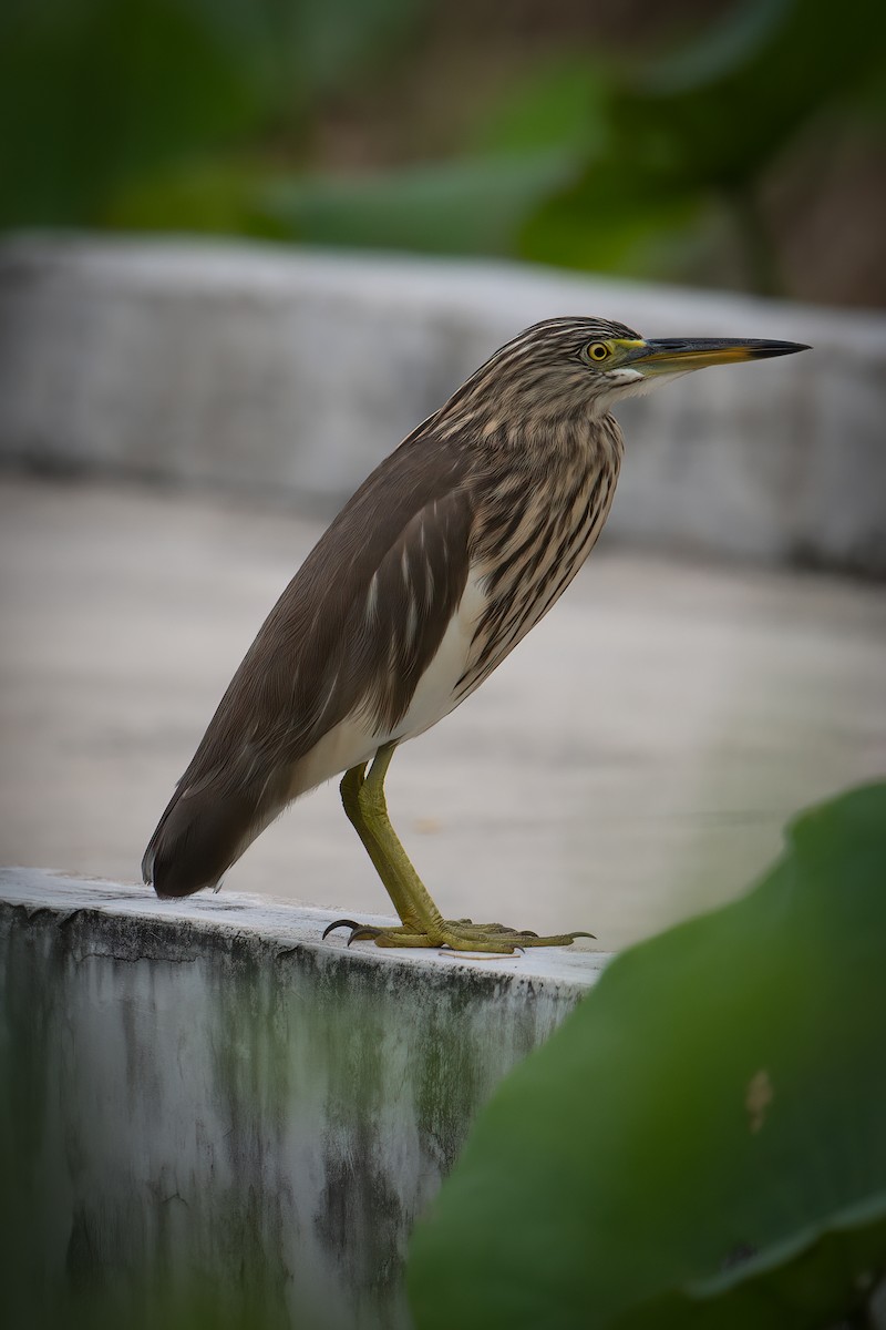 Bacchusreiher - ML645956808