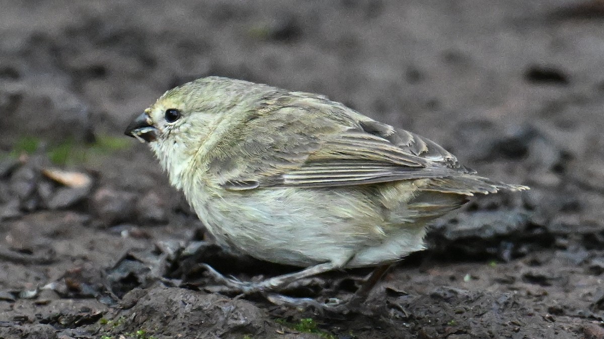 Zwergdarwinfink - ML645956811