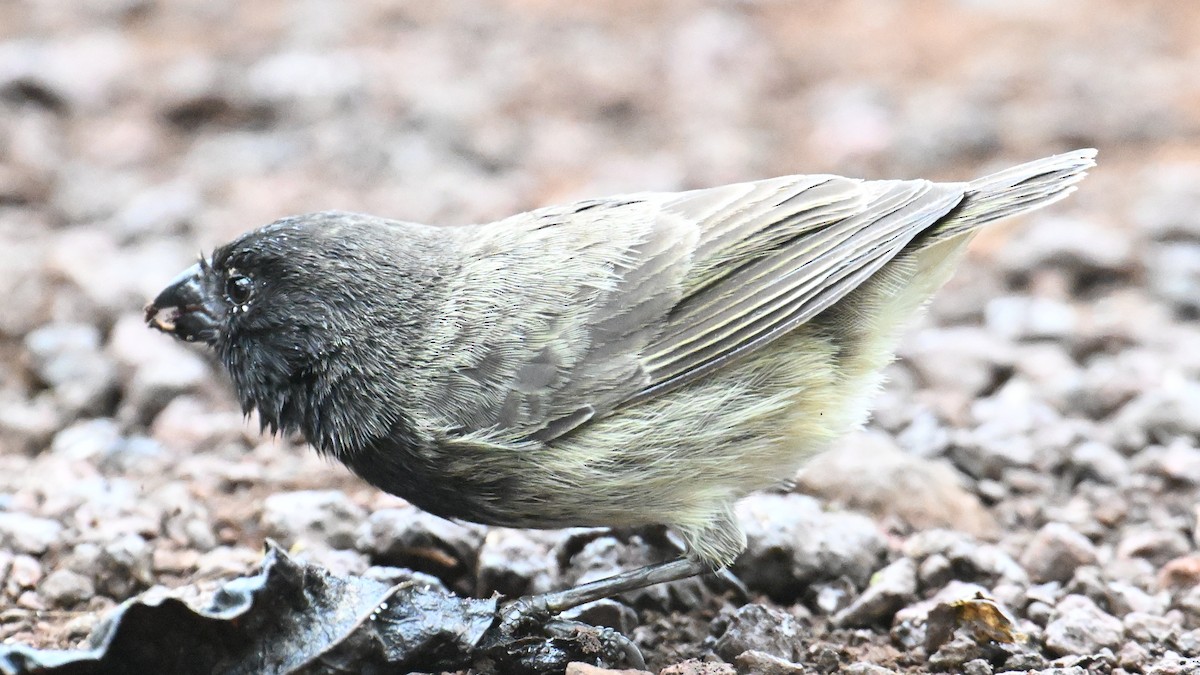 Zwergdarwinfink - ML645956813