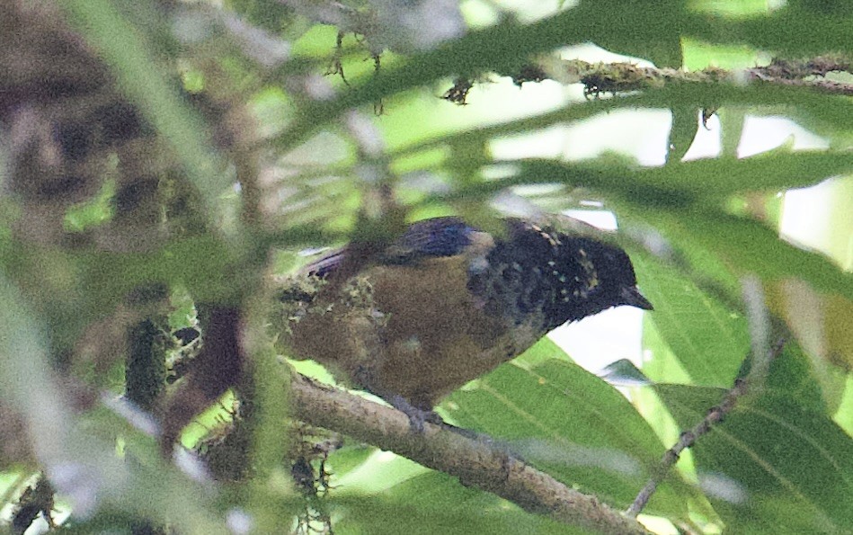 Glanzfleckentangare - ML645956814