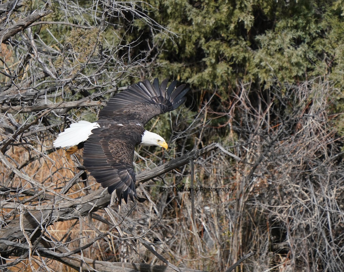 Weißkopf-Seeadler - ML645956815